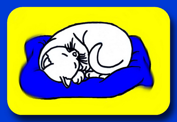 Katzenkuschelkissen
